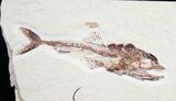 Killer Eurypholis Fossil Fish From Lebanon #9024-1